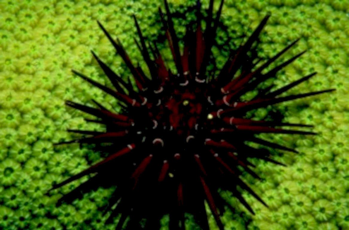 red urchin seaweed1980s 1990s A4 Photo Print