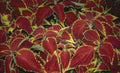 red veined coleus Vintage A4 Photo Print