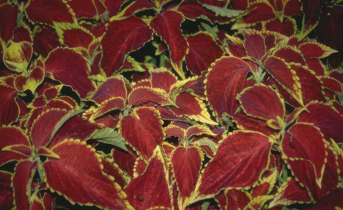 red veined coleus Vintage A4 Photo Print