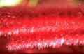 red velvet texture