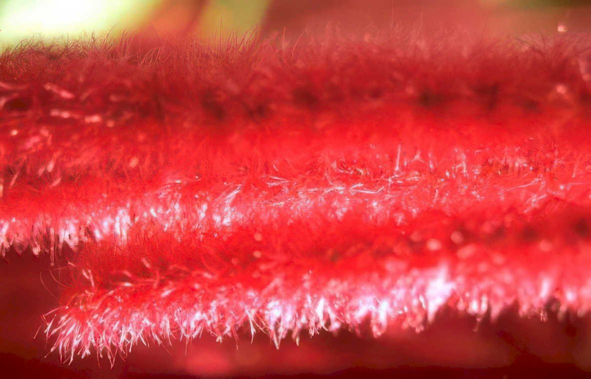 red velvet texture