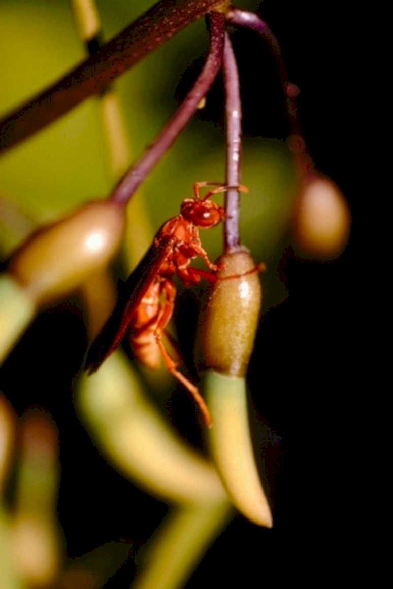 red wasp seedpod1980s 1990s A4 Photo Print