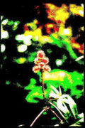 red white flower Vintage A4 Photo Print