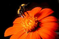red zinnia bee1980s 1990s A4 Photo Print