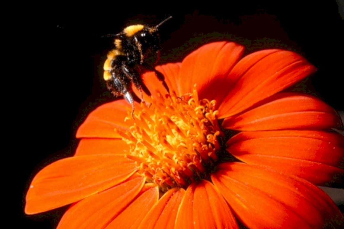 red zinnia bee1980s 1990s A4 Photo Print
