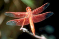 reddragonfly wetland macro1980s 1990s A4 Photo Print