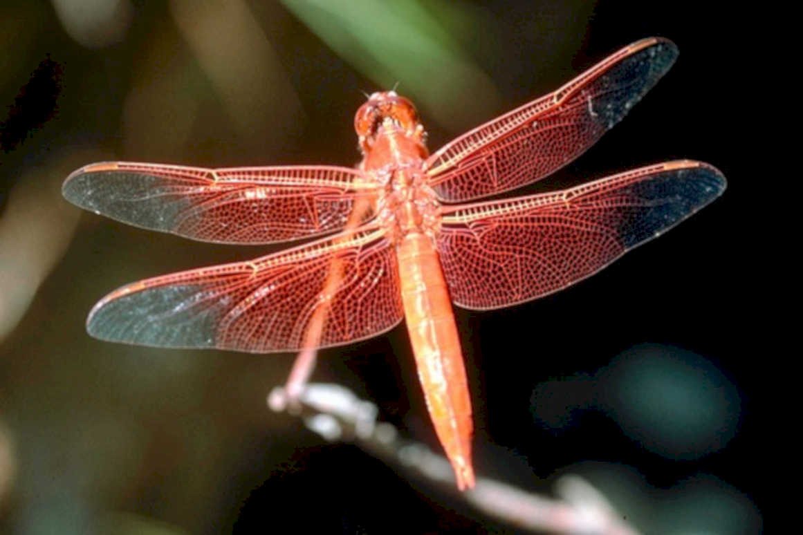 reddragonfly wetland macro1980s 1990s A4 Photo Print