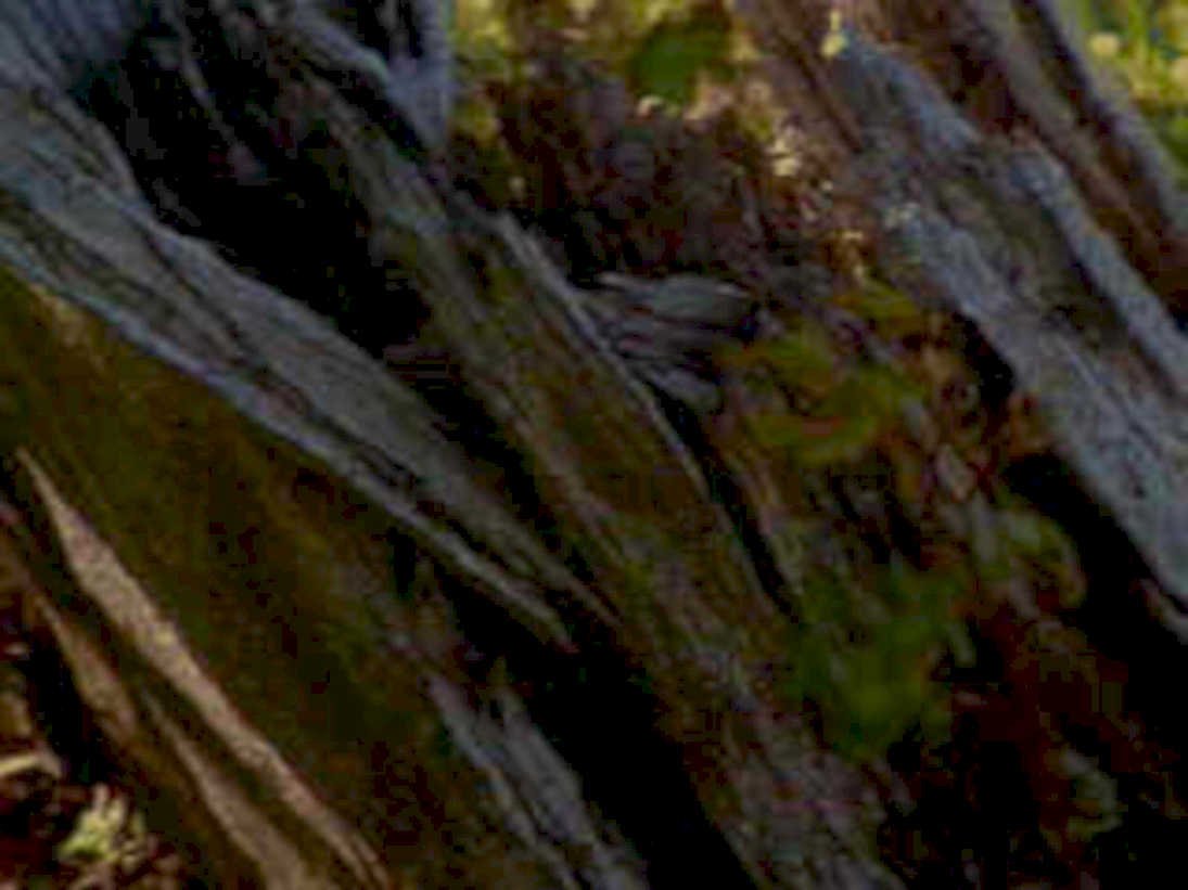 redwood bark detail1980s 1990s A4 Photo Print