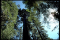 redwood coast sky1980s 1990s A4 Photo Print