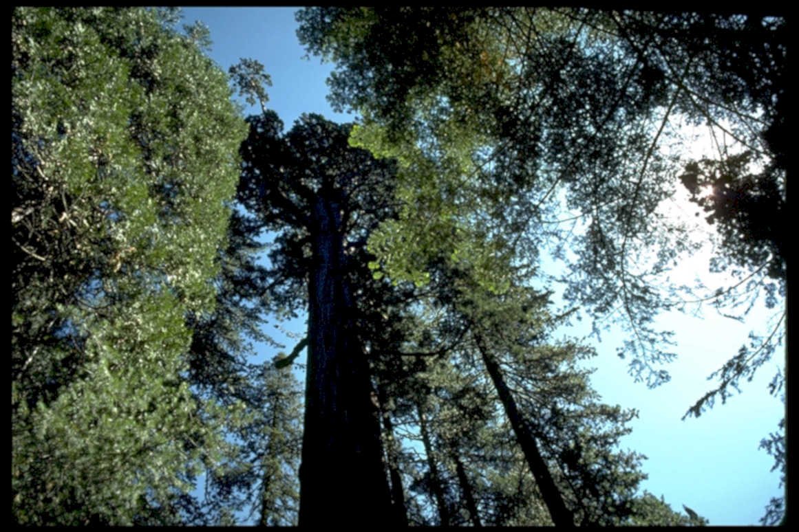 redwood coast sky1980s 1990s A4 Photo Print