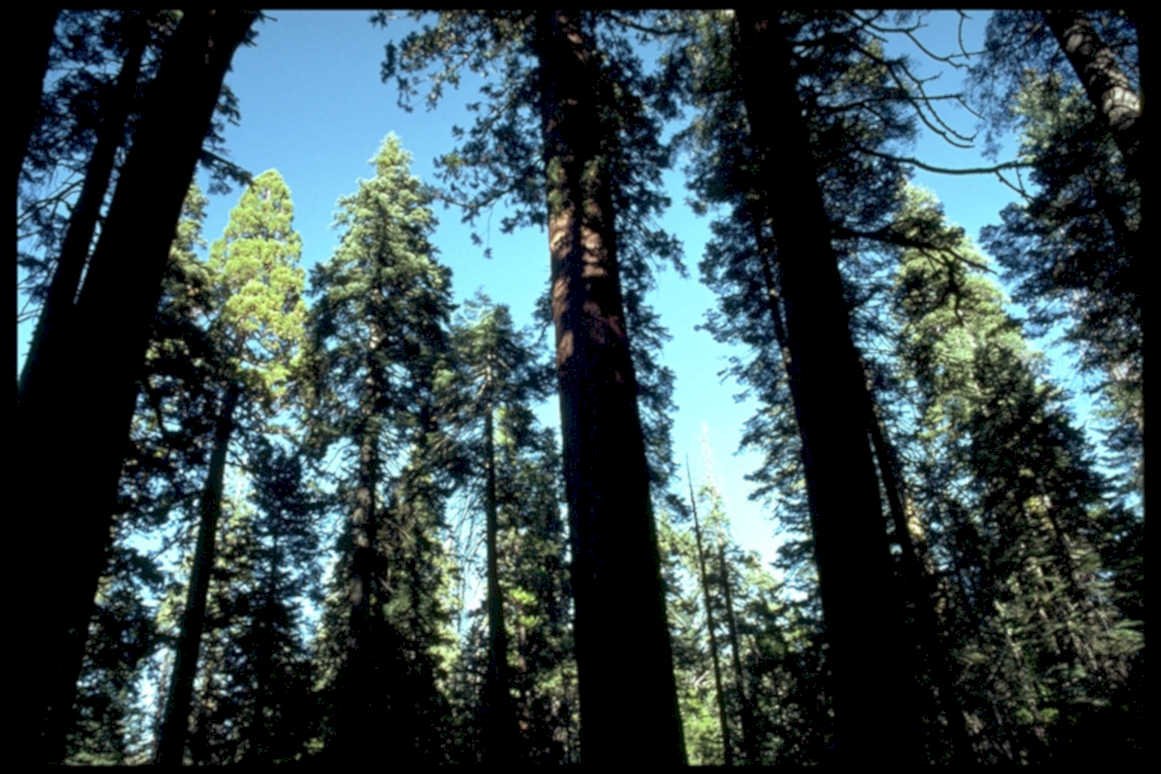 redwood forest california1980s 1990s A4 Photo Print