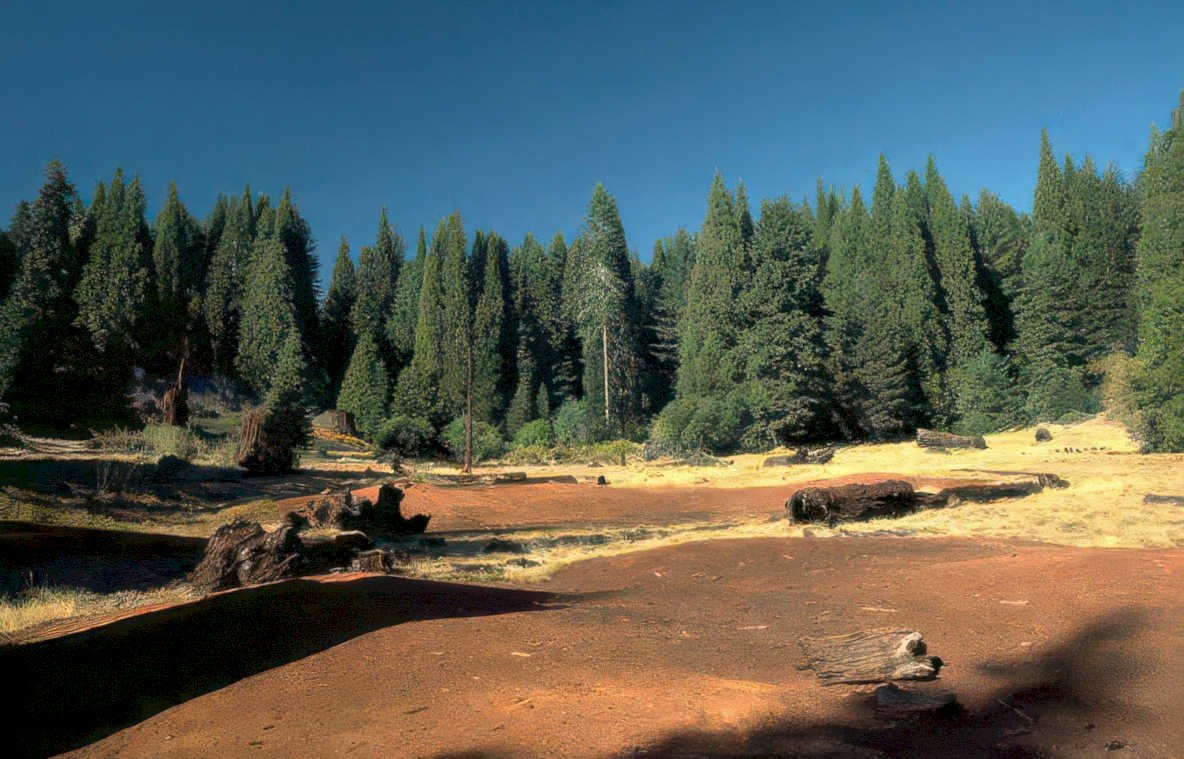 redwood forest landscape Vintage A4 Photo Print