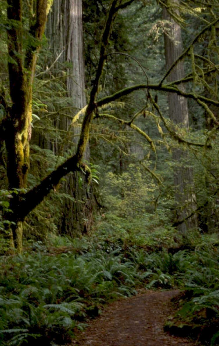 redwood forest path 1 1980s 1990s A4 Photo Print