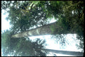 redwood lowangle 20241980s 1990s A4 Photo Print