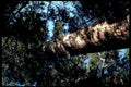 redwood tree coast1980s 1990s A4 Photo Print