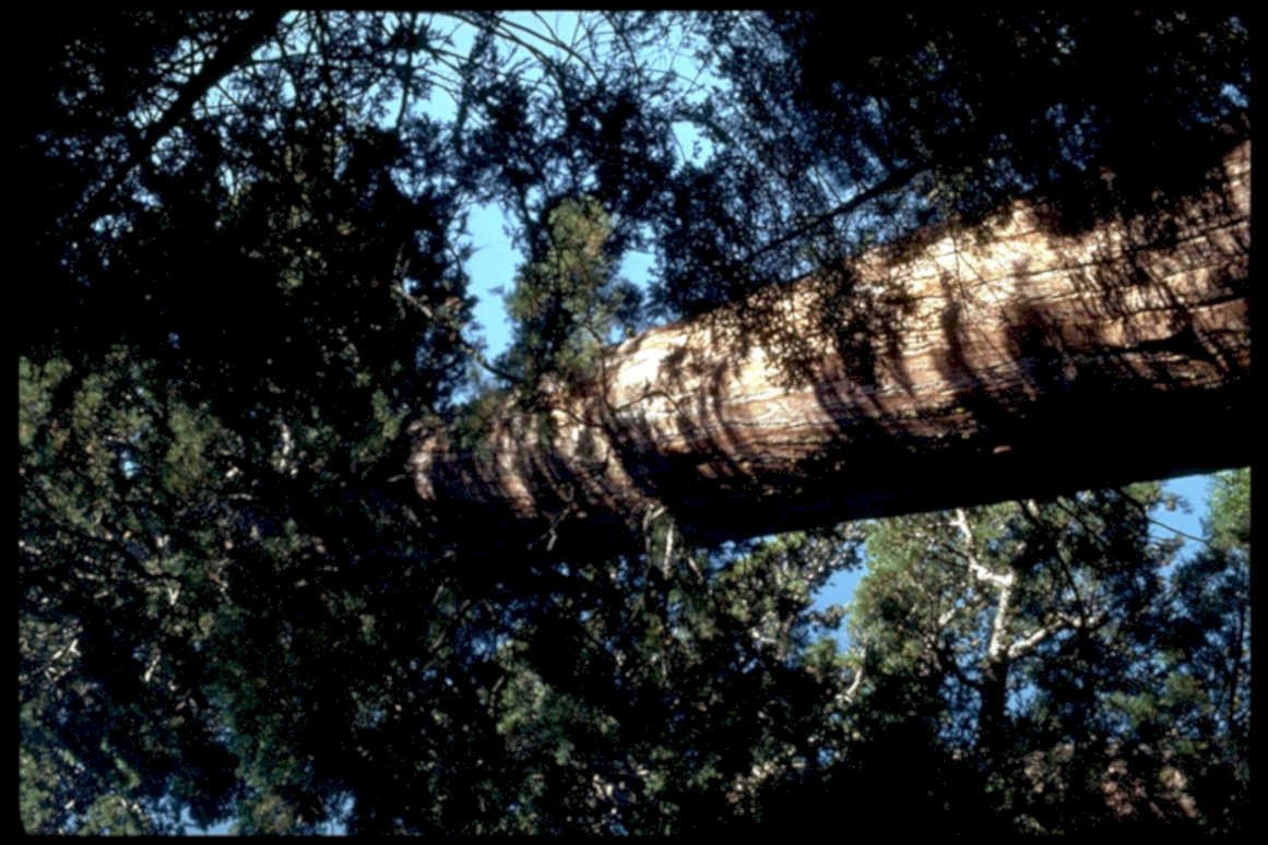 redwood tree coast1980s 1990s A4 Photo Print