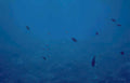 reef fish blue Vintage A4 Photo Print
