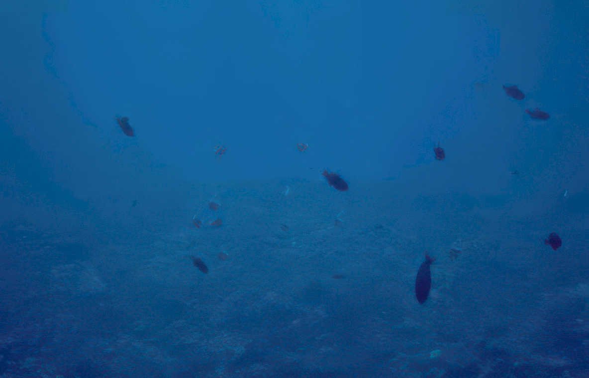 reef fish blue Vintage A4 Photo Print