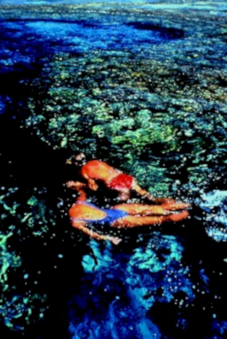 reef people water1980s 1990s A4 Photo Print