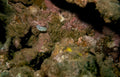 reef sea pansy Vintage A4 Photo Print