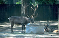 reindeer feeding zoo Vintage A4 Photo Print