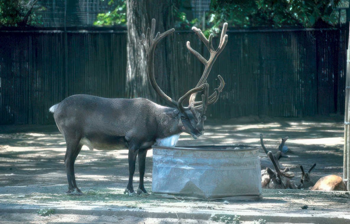reindeer feeding zoo Vintage A4 Photo Print