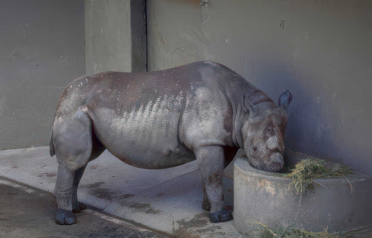 rhino concrete trough Vintage A4 Photo Print