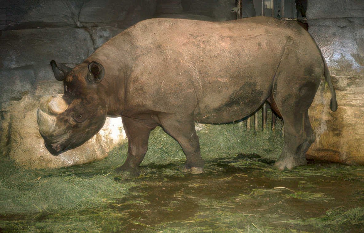 rhino enclosure zoo Vintage A4 Photo Print