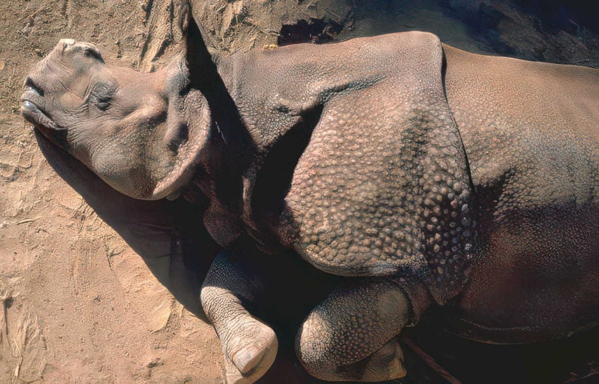 rhino mud india Vintage A4 Photo Print