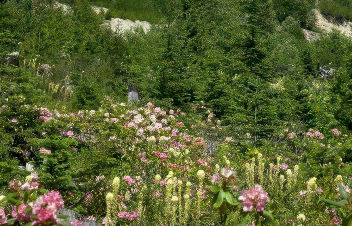 rhododendron meadow forest Vintage A4 Photo Print