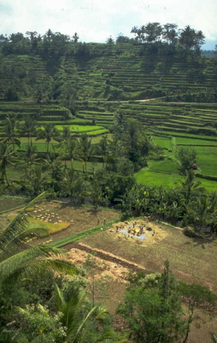 rice fields bali 1980s 1990s A4 Photo Print 42