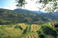 rice fields china 1980s 1990s A4 Photo Print 42