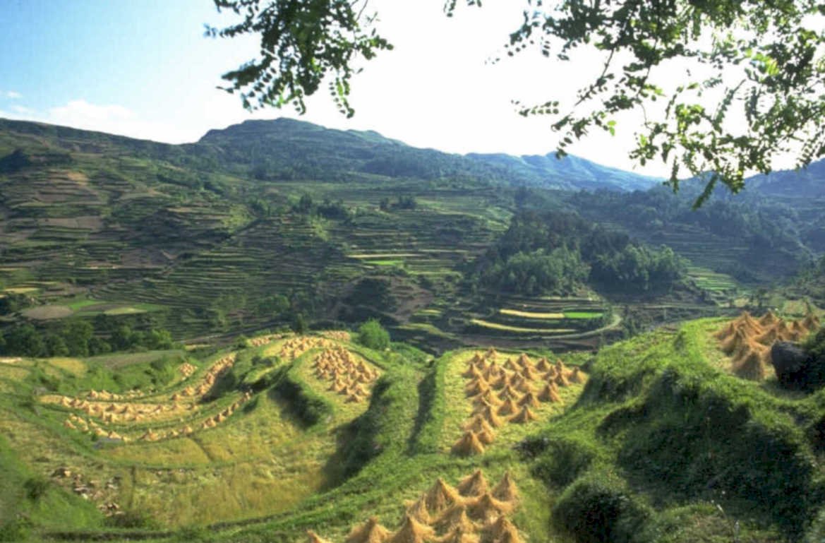 rice fields china 1980s 1990s A4 Photo Print 42