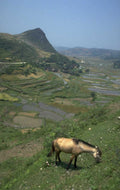 rice horse fields 1980s 1990s A4 Photo Print
