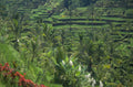rice paddies bali 1 1980s 1990s A4 Photo Print