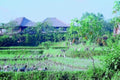 rice paddies bali1980s 1990s A4 Photo Print