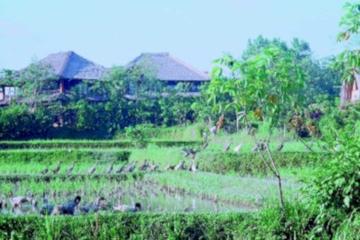 rice paddies bali1980s 1990s A4 Photo Print