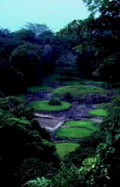 rice paddies jungle1980s 1990s A4 Photo Print