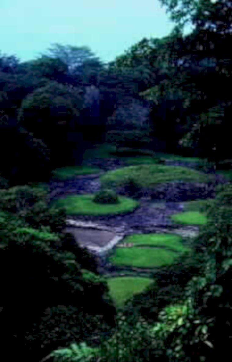 rice paddies jungle1980s 1990s A4 Photo Print