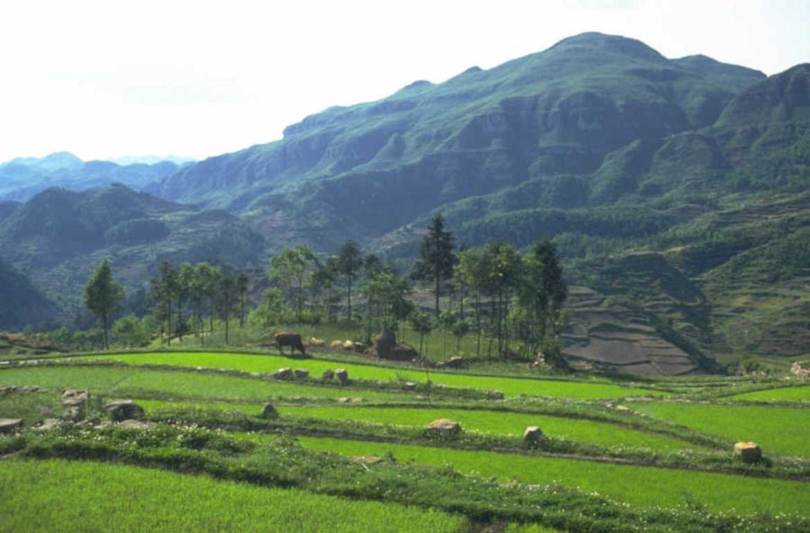 rice paddies mountains 1 1980s 1990s A4 Photo Print