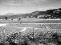 rice paddies mountains1980s 1990s A4 Photo Print