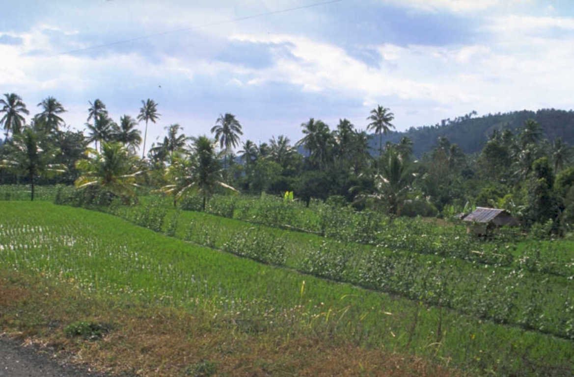 rice paddies palmtrees 1980s 1990s A4 Photo Print