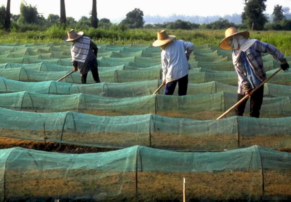 rice paddies southeast1980s 1990s A4 Photo Print