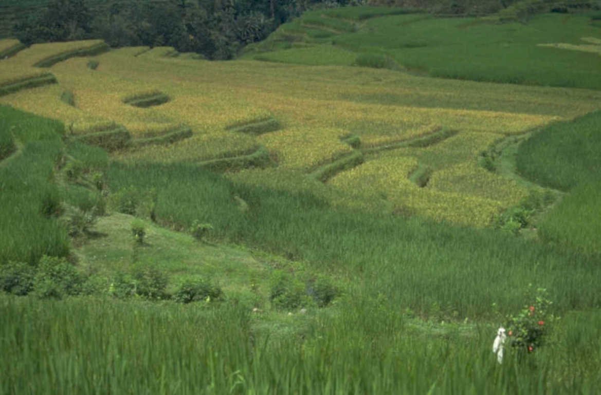rice paddies statue 1980s 1990s A4 Photo Print