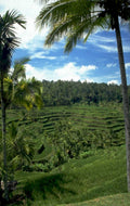 rice paddies ubud 1980s 1990s A4 Photo Print