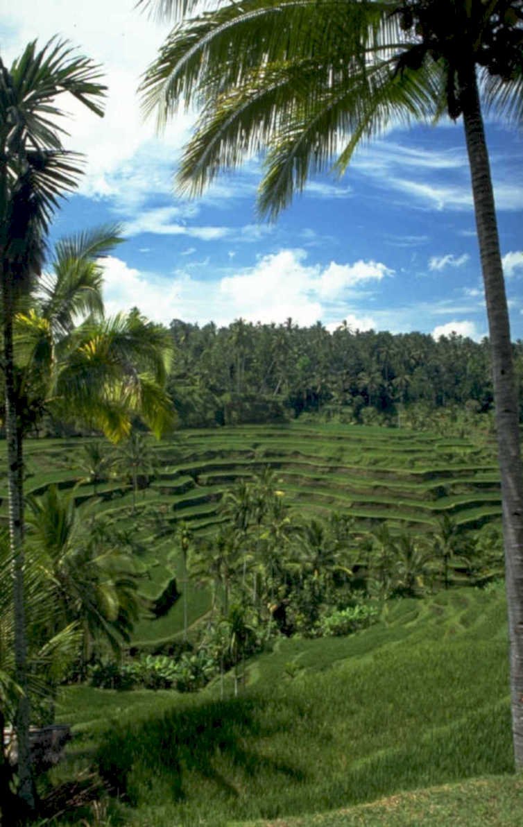 rice paddies ubud 1980s 1990s A4 Photo Print
