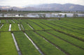 rice paddy andes 1980s 1990s A4 Photo Print