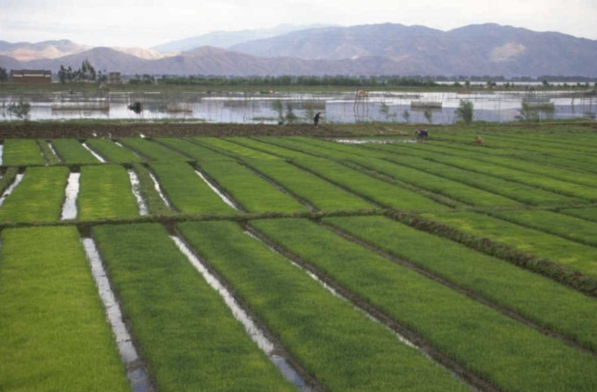 rice paddy andes 1980s 1990s A4 Photo Print