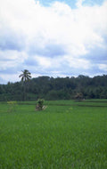 rice paddy bali 1 1980s 1990s A4 Photo Print