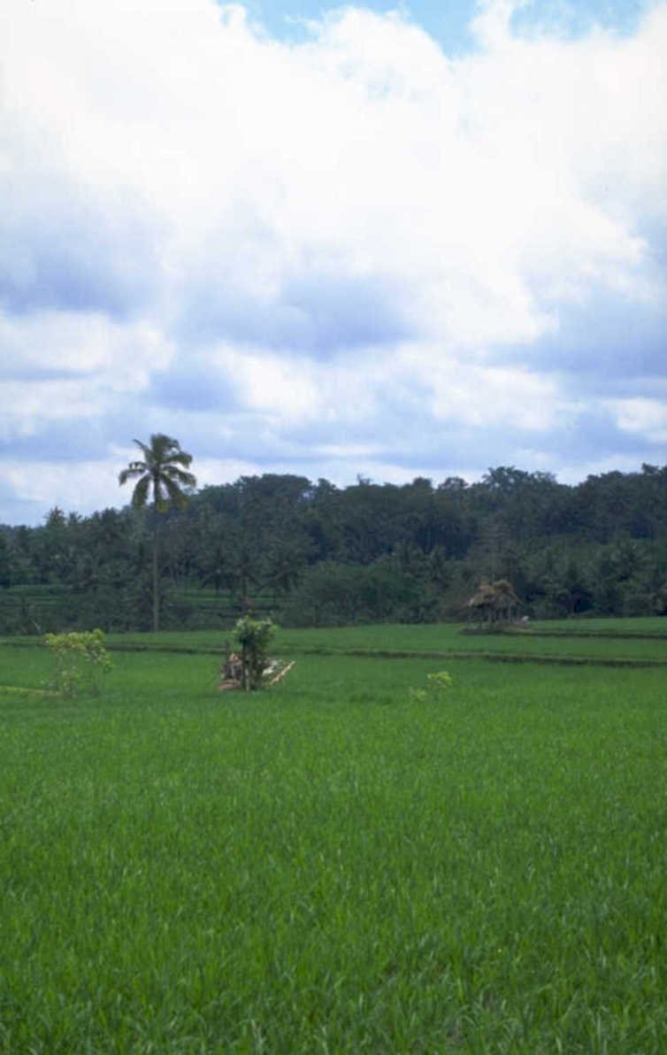 rice paddy bali 1 1980s 1990s A4 Photo Print